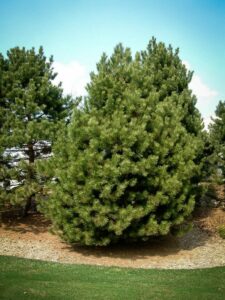 Сосна Чёрная (Pinus Nigra) купить по цене от 270.00р. в интернет-магазине «Посадика» с доставкой почтой в в Любанье и по всей России – [изображение №1].