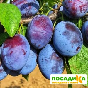 Слива Чачакская ранняя купить по цене от 229.00р. в интернет-магазине «Посадика» с доставкой почтой в в Любанье и по всей России – [изображение №1].