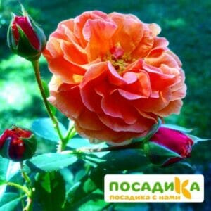 Роза Арабия купить по цене от 350.00р. в интернет-магазине «Посадика» с доставкой почтой в в Любанье и по всей России – [изображение №1].