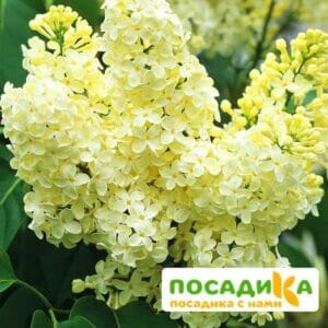 Сирень Примроуз (Primrose) купить по цене от 529.00р. в интернет-магазине «Посадика» с доставкой почтой в в Любанье и по всей России – [изображение №1].