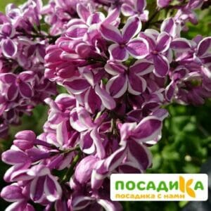 Сирень Сенсация купить по цене от 529.00р. в интернет-магазине «Посадика» с доставкой почтой в в Любанье и по всей России – [изображение №1].