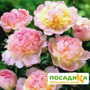 Пион Распберри Сандей (Paeonia Raspberry Sundae) купить по цене от 959р. в интернет-магазине «Посадика» с доставкой почтой в в Любанье и по всей России – [изображение №1].