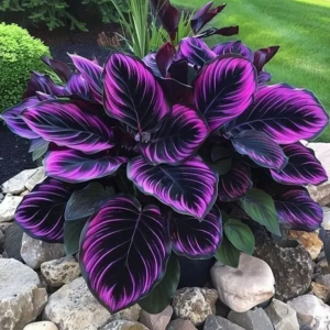 Хоста Люминоза купить по цене от 450р. в интернет-магазине «Посадика» с доставкой почтой в в Любанье и по всей России – [изображение №1].