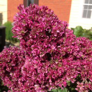 Флокс Филингс купить по цене от 329р. в интернет-магазине «Посадика» с доставкой почтой в в Любанье и по всей России – [изображение №1].