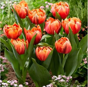 Тюльпан Гудошник Дабл купить по цене от 185р. в интернет-магазине «Посадика» с доставкой почтой в в Любанье и по всей России – [изображение №1].