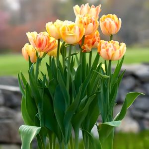 Тюльпан Верона Санрайз купить по цене от 280р. в интернет-магазине «Посадика» с доставкой почтой в в Любанье и по всей России – [изображение №1].