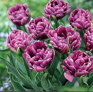 Тюльпан Айс Крим купить по цене от 430р. в интернет-магазине «Посадика» с доставкой почтой в в Любанье и по всей России – [изображение №1].