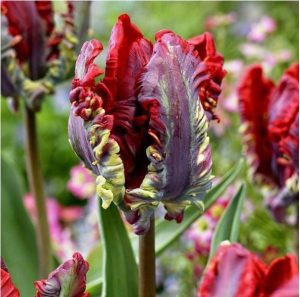 Тюльпан Рококо купить по цене от 350р. в интернет-магазине «Посадика» с доставкой почтой в в Любанье и по всей России – [изображение №1].