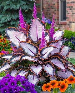 Хоста Кримэн Дрим купить по цене от 549р. в интернет-магазине «Посадика» с доставкой почтой в в Любанье и по всей России – [изображение №1].