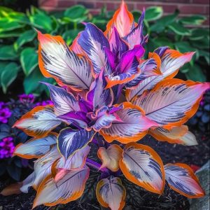 Хоста Эмеральд Тиара купить по цене от 602р. в интернет-магазине «Посадика» с доставкой почтой в в Любанье и по всей России – [изображение №1].