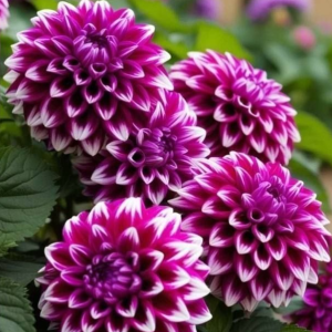 Георгин Кристал Корт купить по цене от 602р. в интернет-магазине «Посадика» с доставкой почтой в в Любанье и по всей России – [изображение №1].