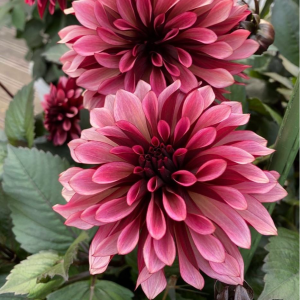 Георгин Перли Сансет купить по цене от 309р. в интернет-магазине «Посадика» с доставкой почтой в в Любанье и по всей России – [изображение №1].