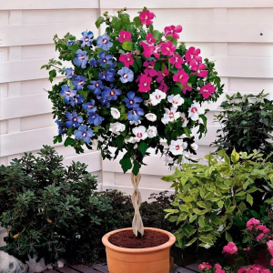 Гибискус-Дерево Триколор купить по цене от 289р. в интернет-магазине «Посадика» с доставкой почтой в в Любанье и по всей России – [изображение №1].