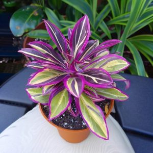 Хоста Сильвер Стик купить по цене от 650р. в интернет-магазине «Посадика» с доставкой почтой в в Любанье и по всей России – [изображение №1].