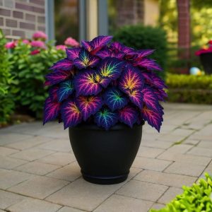 Хоста Фрости Блю купить по цене от 389р. в интернет-магазине «Посадика» с доставкой почтой в в Любанье и по всей России – [изображение №1].