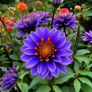 Георгин Лазурит купить по цене от 799р. в интернет-магазине «Посадика» с доставкой почтой в в Любанье и по всей России – [изображение №1].