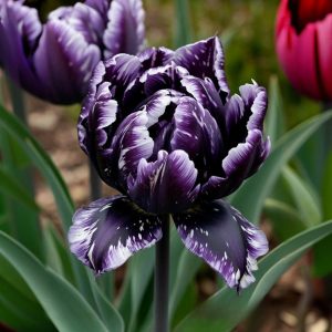 Тюльпан Индиго купить по цене от 600р. в интернет-магазине «Посадика» с доставкой почтой в в Любанье и по всей России – [изображение №1].