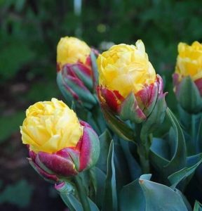 Тюльпан Айс Крим Банана купить по цене от 360р. в интернет-магазине «Посадика» с доставкой почтой в в Любанье и по всей России – [изображение №1].