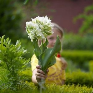 Тюльпан Супер Пэррот купить по цене от 360р. в интернет-магазине «Посадика» с доставкой почтой в в Любанье и по всей России – [изображение №1].