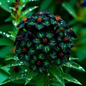 Флокс Ривьера купить по цене от 299р. в интернет-магазине «Посадика» с доставкой почтой в в Любанье и по всей России – [изображение №1].