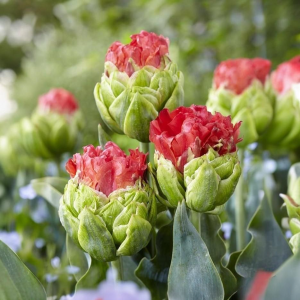 Тюльпан Бычий Глаз купить по цене от 275р. в интернет-магазине «Посадика» с доставкой почтой в в Любанье и по всей России – [изображение №1].