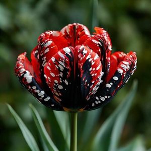 Тюльпан Вельвет Файер купить по цене от 394р. в интернет-магазине «Посадика» с доставкой почтой в в Любанье и по всей России – [изображение №1].