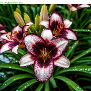 Лилейник Крим Сикл купить по цене от 799р. в интернет-магазине «Посадика» с доставкой почтой в в Любанье и по всей России – [изображение №1].