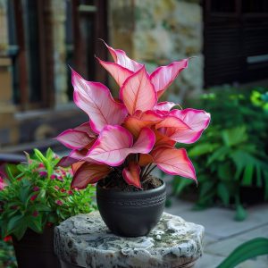 Хоста Розовая Симфония купить по цене от 800р. в интернет-магазине «Посадика» с доставкой почтой в в Любанье и по всей России – [изображение №1].