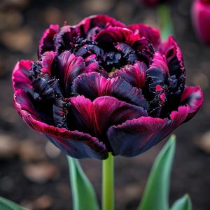 Тюльпан Фламинго купить по цене от 500р. в интернет-магазине «Посадика» с доставкой почтой в в Любанье и по всей России – [изображение №1].