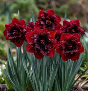 Нарцисс Сапфировый Бриз купить по цене от 3000р. в интернет-магазине «Посадика» с доставкой почтой в в Любанье и по всей России – [изображение №1].