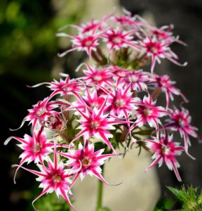 Флокс Метельчатый Путь купить по цене от 456р. в интернет-магазине «Посадика» с доставкой почтой в в Любанье и по всей России – [изображение №1].