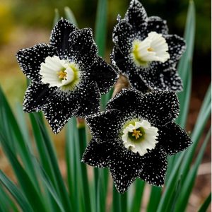 Нарцисс Кассата купить по цене от 372р. в интернет-магазине «Посадика» с доставкой почтой в в Любанье и по всей России – [изображение №1].