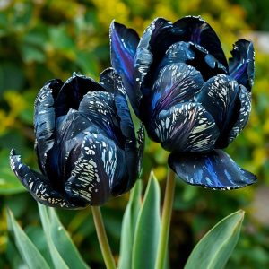 Тюльпан Блю Фог купить по цене от 500р. в интернет-магазине «Посадика» с доставкой почтой в в Любанье и по всей России – [изображение №1].