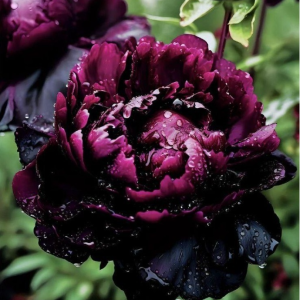 Пион Темный Сад купить по цене от 421р. в интернет-магазине «Посадика» с доставкой почтой в в Любанье и по всей России – [изображение №1].