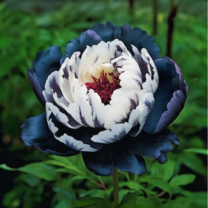 Пион Древовидный Инь-Янь купить по цене от 419р. в интернет-магазине «Посадика» с доставкой почтой в в Любанье и по всей России – [изображение №1].