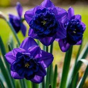 Нарцисс Арт Нуво купить по цене от 378р. в интернет-магазине «Посадика» с доставкой почтой в в Любанье и по всей России – [изображение №1].