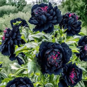 Пион древовидный Сердце Афродиты купить по цене от 600р. в интернет-магазине «Посадика» с доставкой почтой в в Любанье и по всей России – [изображение №1].