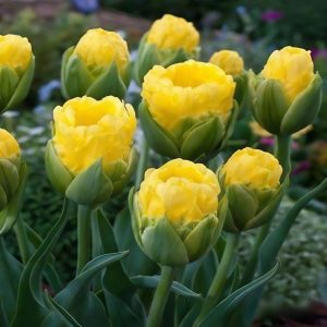 Тюльпан махровый Ванила Коп купить по цене от 159р. в интернет-магазине «Посадика» с доставкой почтой в в Любанье и по всей России – [изображение №1].