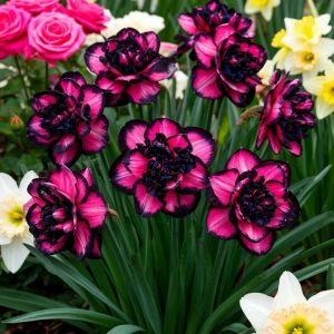 Нарцисс Золотая Корона купить по цене от 2000р. в интернет-магазине «Посадика» с доставкой почтой в в Любанье и по всей России – [изображение №1].