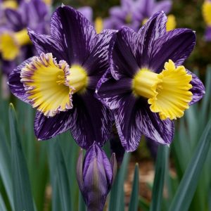 Нарцисс Акропоис купить по цене от 382р. в интернет-магазине «Посадика» с доставкой почтой в в Любанье и по всей России – [изображение №1].