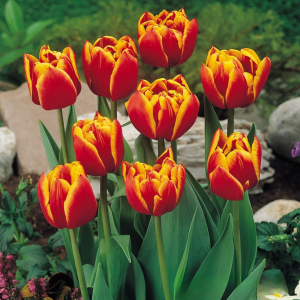 Тюльпан Блэк Фаер купить по цене от 275р. в интернет-магазине «Посадика» с доставкой почтой в в Любанье и по всей России – [изображение №1].