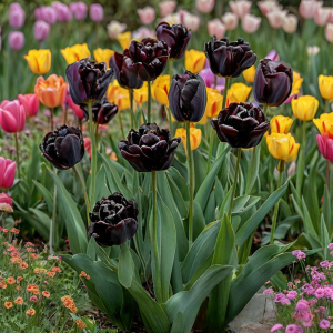 Тюльпан махровый Рейдинс Дарк купить по цене от 230р. в интернет-магазине «Посадика» с доставкой почтой в в Любанье и по всей России – [изображение №1].
