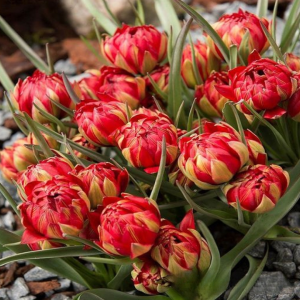 Тюльпан Ап Пинк купить по цене от 390р. в интернет-магазине «Посадика» с доставкой почтой в в Любанье и по всей России – [изображение №1].