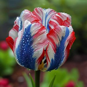 Тюльпан Ремс Сенсейшн купить по цене от 219р. в интернет-магазине «Посадика» с доставкой почтой в в Любанье и по всей России – [изображение №1].