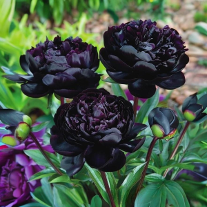 Пион Королевский Бархат купить по цене от 419р. в интернет-магазине «Посадика» с доставкой почтой в в Любанье и по всей России – [изображение №1].