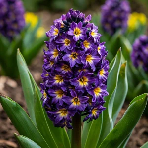 Гиацинт Вельвет Колор купить по цене от 2099р. в интернет-магазине «Посадика» с доставкой почтой в в Любанье и по всей России – [изображение №1].