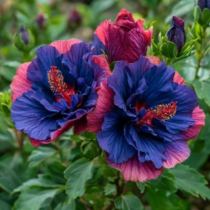 Гибискус Роуз Шайн купить по цене от 360р. в интернет-магазине «Посадика» с доставкой почтой в в Любанье и по всей России – [изображение №1].