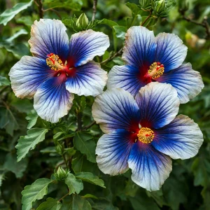 Гибискус Илюжн Вилью купить по цене от 259р. в интернет-магазине «Посадика» с доставкой почтой в в Любанье и по всей России – [изображение №1].