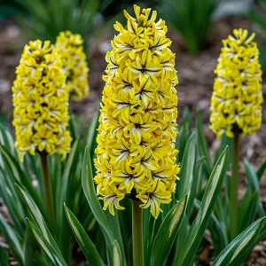 Гиацинт Сансет Голд купить по цене от 2099р. в интернет-магазине «Посадика» с доставкой почтой в в Любанье и по всей России – [изображение №1].