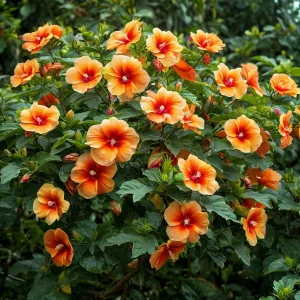 Гибискус Кристал Рэй купить по цене от 458р. в интернет-магазине «Посадика» с доставкой почтой в в Любанье и по всей России – [изображение №1].